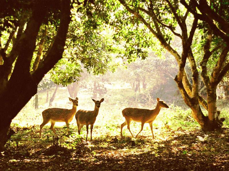 Cuc Phuong National Park